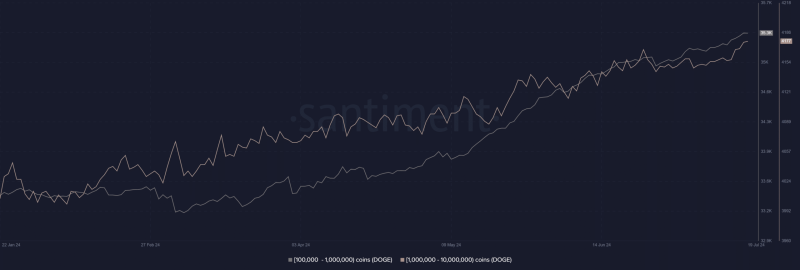 Betting on Dogecoin: Why DOGE is a whale favorite this month